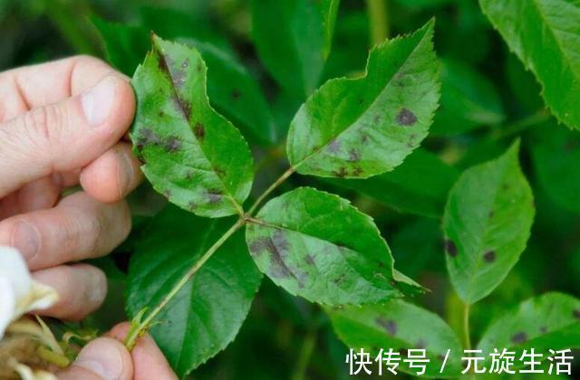 教你1分钟自制“杀虫水”,浇水加1勺,根壮不生虫!