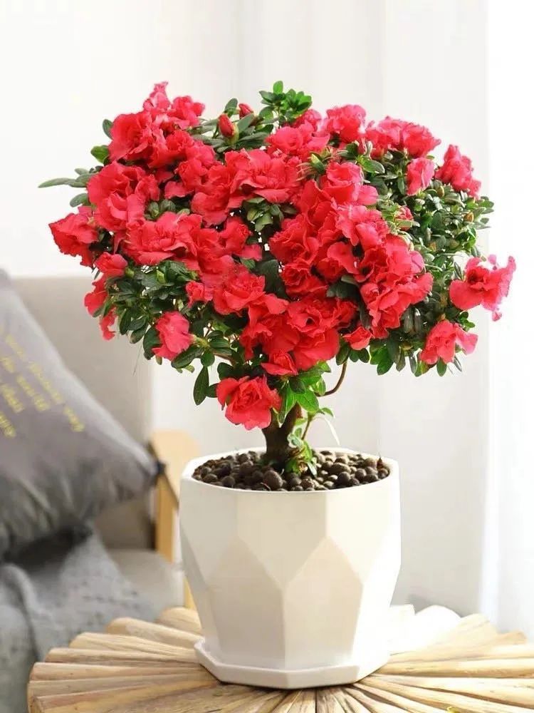 公认最难养的五种花，新手别轻易尝试