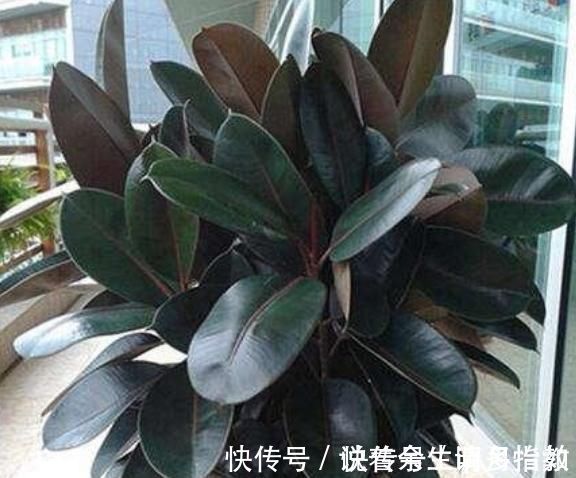 4种花适合夏天养,开花爆盆花期长,家里财运亨通,旺运一整年