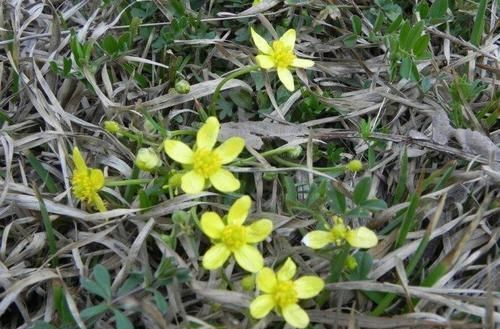 功效|乡下这种长有“猫爪子”的野草，有治头痛、牙痛功效，还能除脚廯