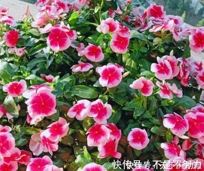 长春花|4种富贵花,添福添贵添好运,个个美出状态,花朵迷人