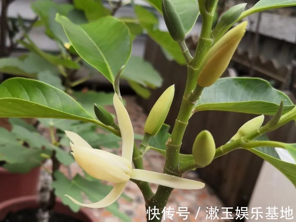 酸性|10种花爱喝醋，浇水加点酸，叶子油亮爱开花！