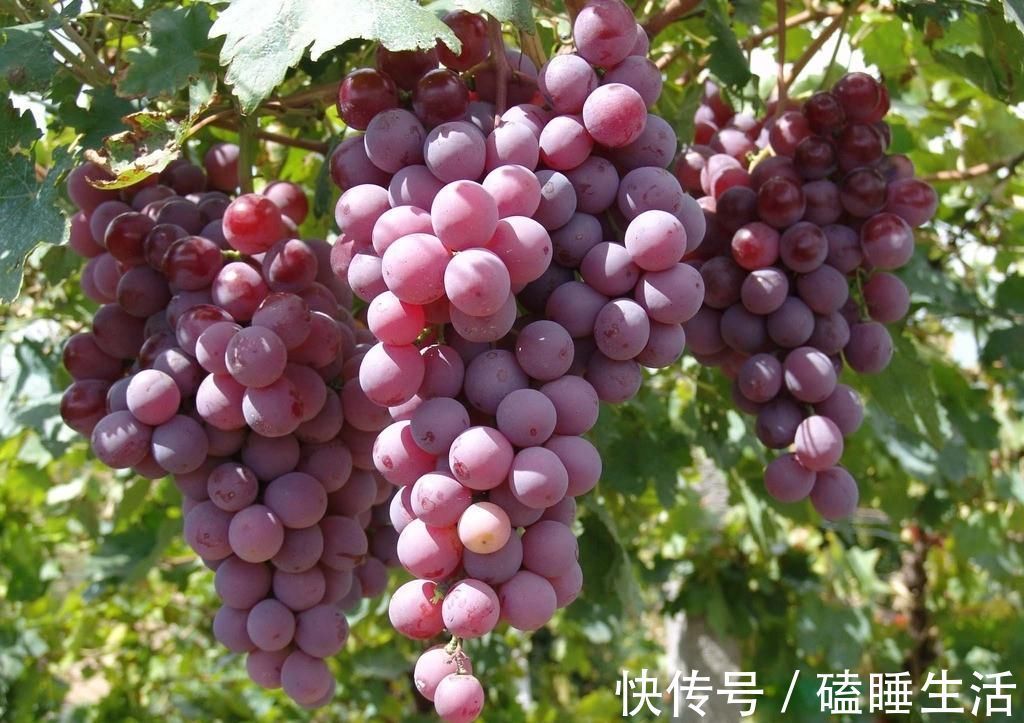 身体|葡萄虽好，但不是人人都能吃，此类人吃了对身体不好，得忌口