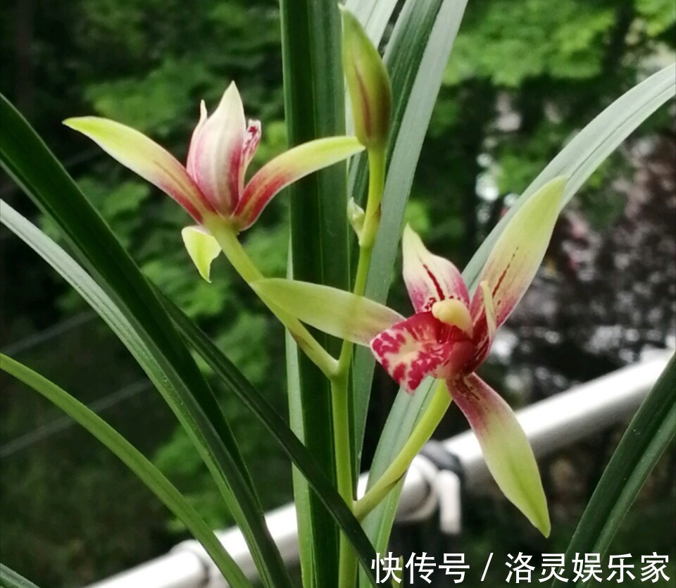 虫害|养兰花盆土老是有虫简单4招,盆土不招虫,不停蹭蹭冒新芽