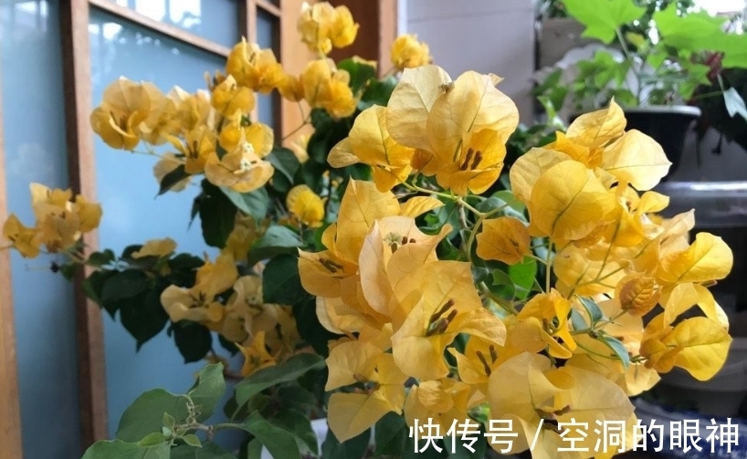 暖气片|冬天养三角梅,5个方面做到位,安全过冬为主,开花不是首要目的