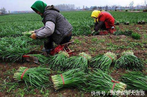 人称“懒人菜”，种一次能摘10年，南方拿炒鸡蛋，北方用包饺子
