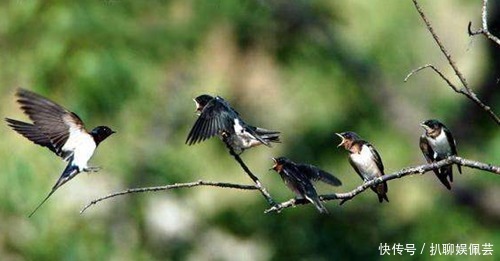 穷家|俗话说“燕子不进苦寒门”,它们是怎么区分“富家”和“穷家”的