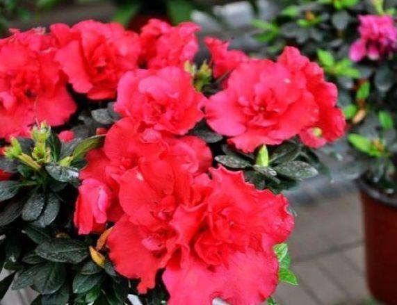 4种花是花中劳模,一年四季开花不断,花朵美艳迷人