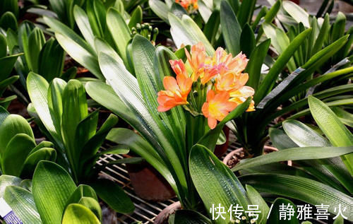 君子兰是个小馋猫，入秋后多用这3种零食，当花肥开花多