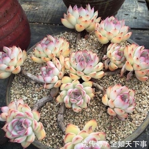 姬胧月|推荐6款多肉植物,小苗很普通,养成老桩后,惊艳了时光!