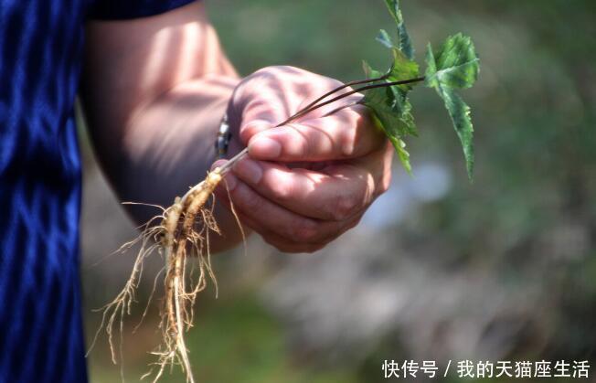  守住|阳气不足、尿多、怕冷试试中医的3味药，把阳气“守住”