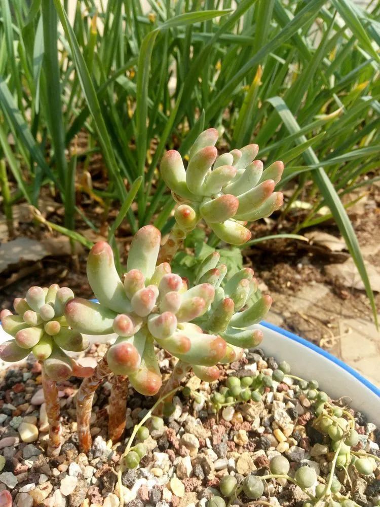 送瘟神,洒庭院,赏多肉,合家团聚话将来!