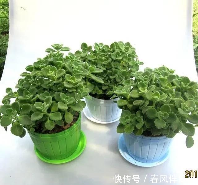 碰碰香|不管有钱没钱,家里养这十种植物,招财镇宅又养人