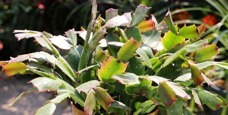 花友|害怕蟹爪兰夏季打蔫,告诉你几个关键操作,让它叶片油绿硬挺