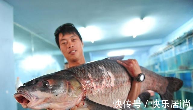 鲢鱼|“四大家鱼”是哪四种鱼别再答错了，鲤鱼和鲫鱼都不是！