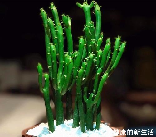 这几种花室内不能养,家里有的尽快搬走,别拿安全开玩笑!