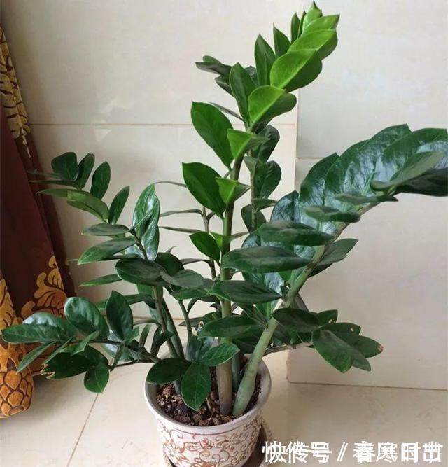 发芽|家里养4种花，叶子掉盆里，15天生根发芽，1盆能变20盆，好养活