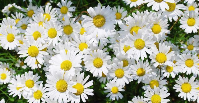 扶桑花|才知道,以下的花,养殖简单,开花漂亮,花期还长,一定要养几盆