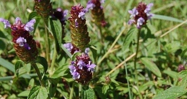 匍匐茎|隐藏在我们身边的美味:农村遍地都是的野菜!