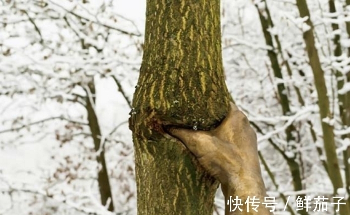 一只手$世界上最顽强的一只手,握在一棵树上50年,网友:好心疼树