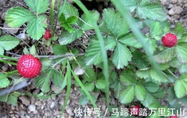 蛇莓|农村一种野果，很多人不敢吃，却不知价值如此珍贵