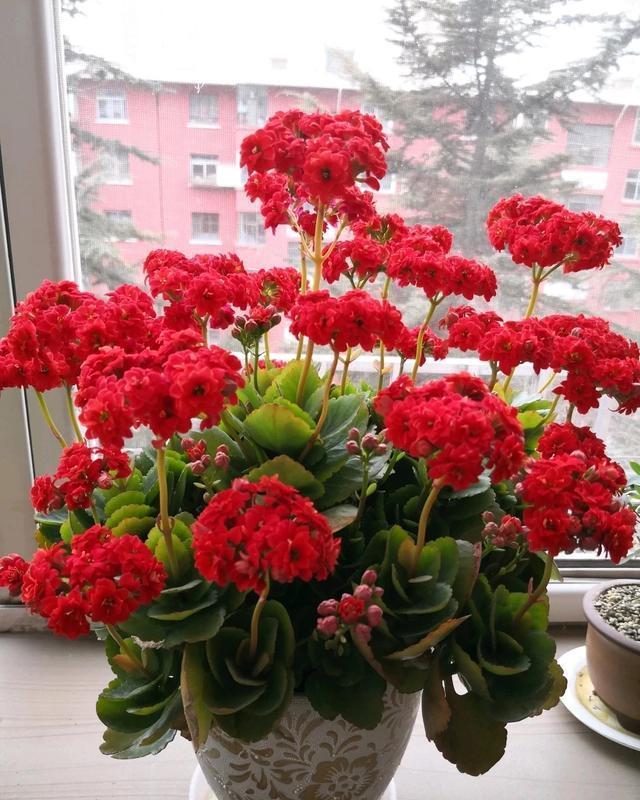 长寿花到了现在,还是不开花,几个原因告诉你,让它快速出花苞!