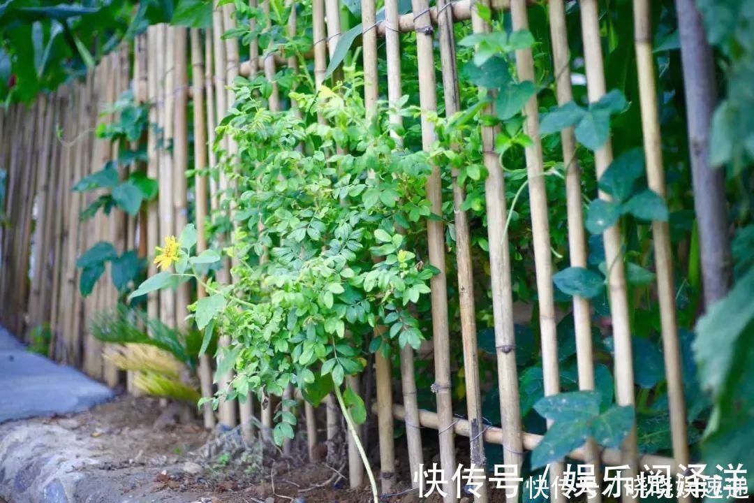 在乡下改造一个小院，种菜养花天天都是乡村田园梦，生活如此惬意