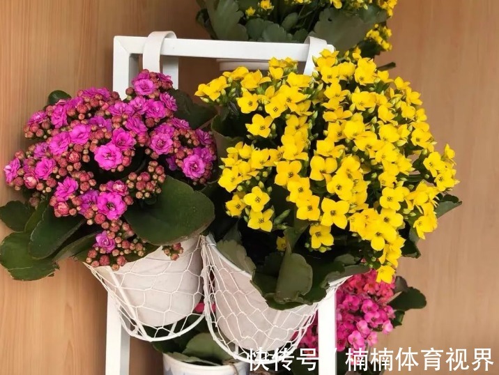 怎么让长寿花多来几茬？这4个方面“勤快些”，一茬接一茬地开