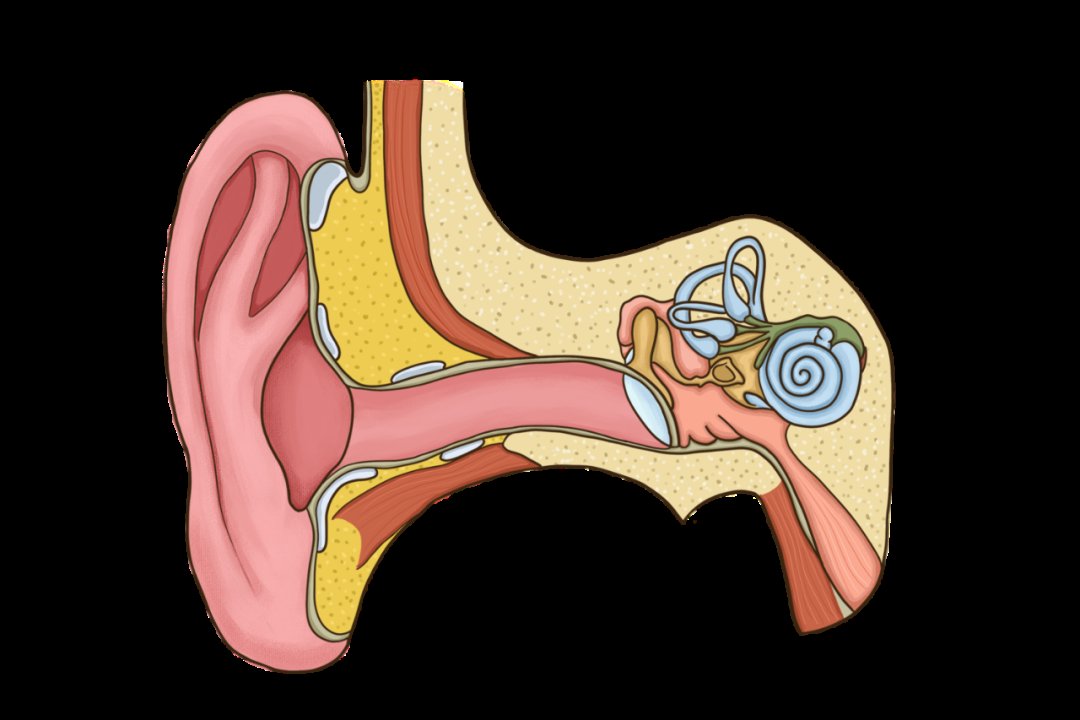 疾病|耳朵总是耳鸣？可能暗藏这些疾病！