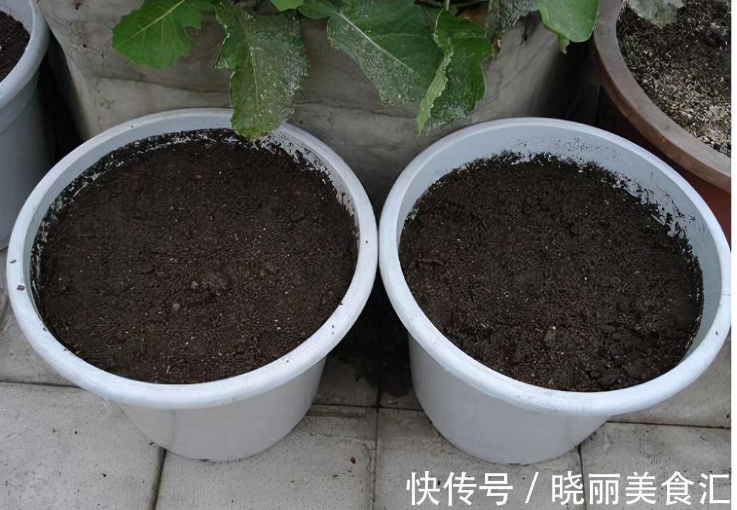 4种花超喜欢喝油,半个月喝1斤,花叶都窜爆