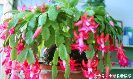 四月蟹爪兰需“虐养”,多掐芽勤控水,“撒欢长”绽放层叠群兰