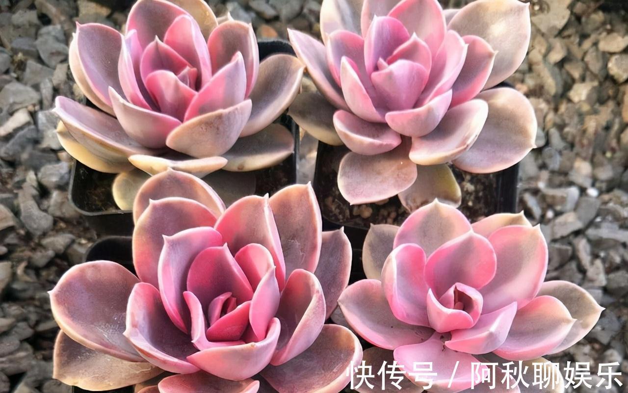 曾经红极一时的“三多肉”,如今“沦为赠品”,还被不少人嫌弃