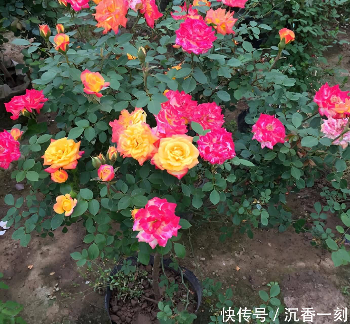 建议爱花人，有闲钱就养一株，花色艳丽，观赏大气