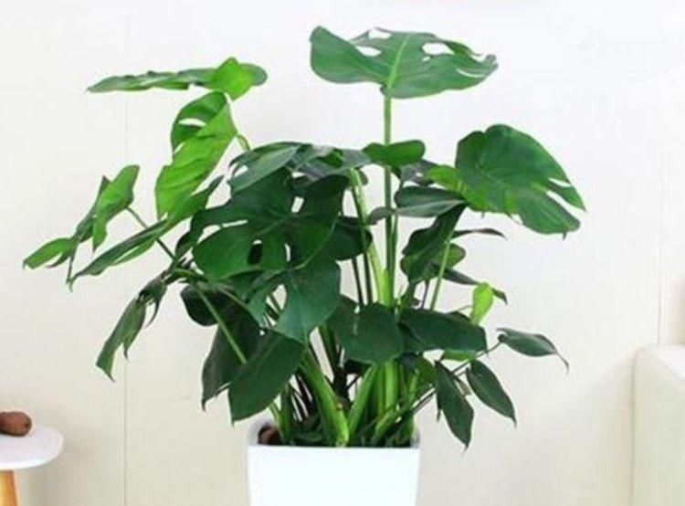 聪明人|聪明人都养4种花,净化空气,帮助睡眠,适应性很强