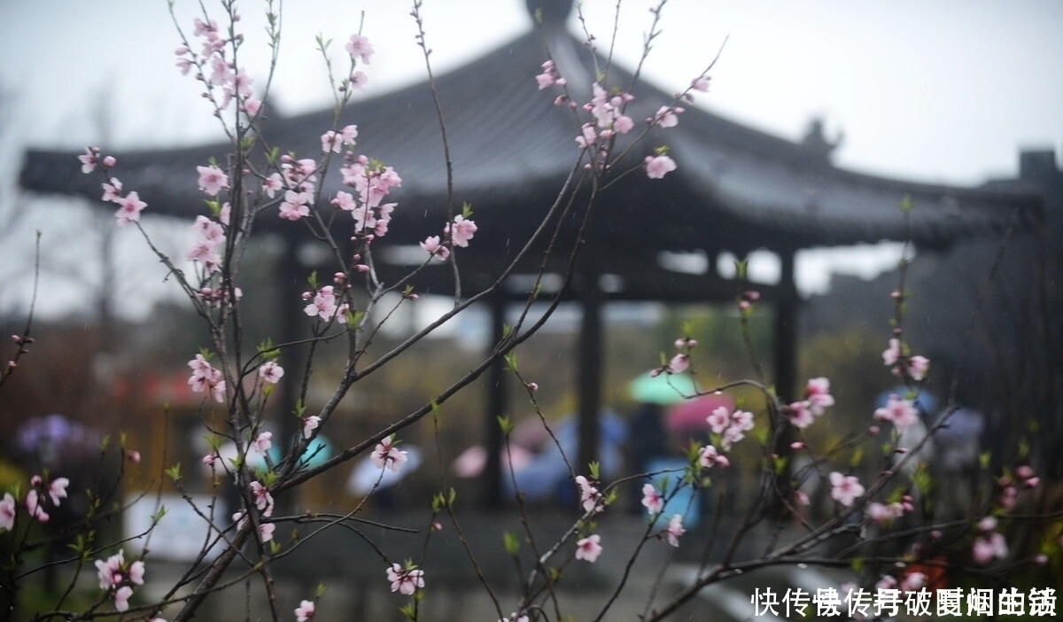 诗人|十首唯美七言律诗：小楼一夜听春雨，深巷明朝卖杏花