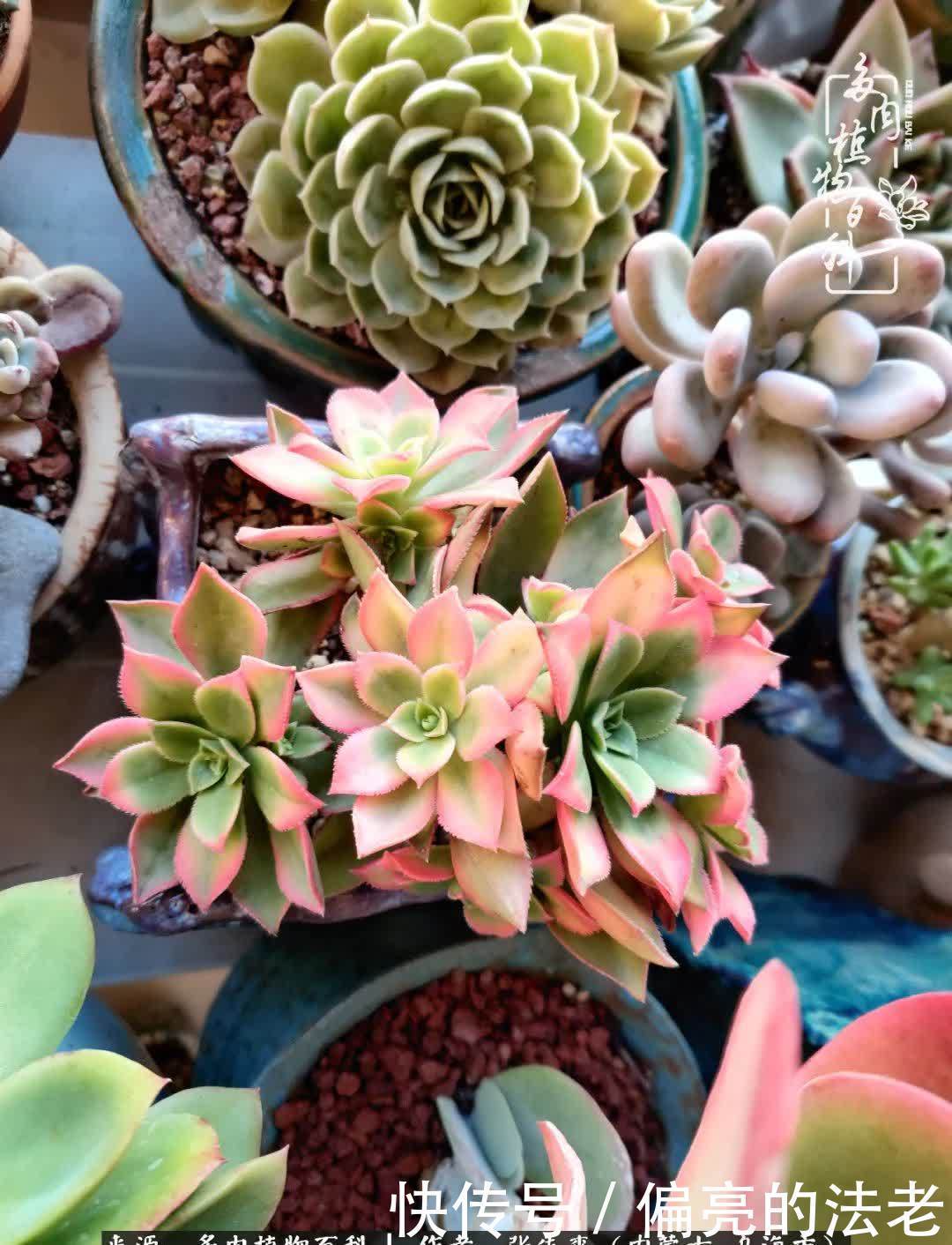 吸取教训,不断探索,英语老师的多肉碎碎念!