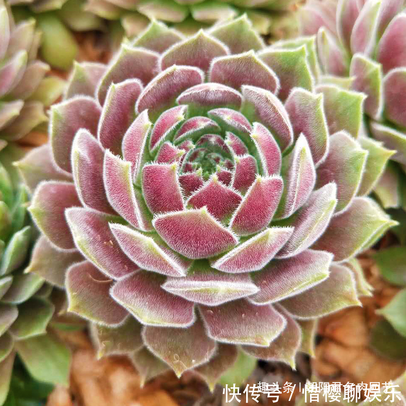 多肉植物|观音莲这样养,不用施肥,一样长满小崽