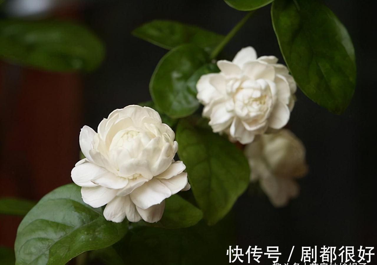 虎头茉莉虽然养殖难度大,但做好这几点,也能轮番开花赛牡丹