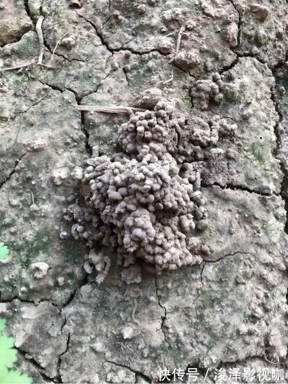 羊粪|路边捡来4种小东西,丢在盆底,一年不用施肥,也不怕烂根!