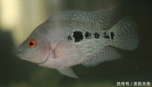 头座|小罗汉鱼怎么看起头!