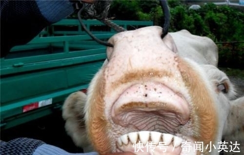 10条趣味冷知识,好玩又奇怪,我们大部分人其实比猪胖