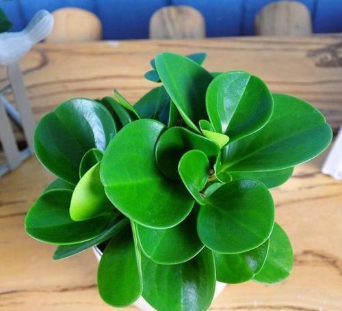 再忙也要养盆这种花,比绿萝好养,比发财树漂亮,还能防辐射