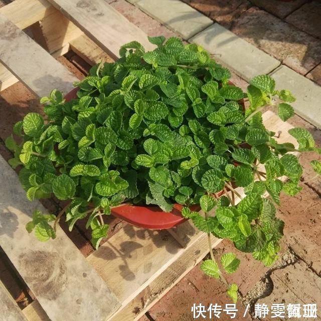 铜钱草|家庭养6种花“要当心”，容易出现“生物入侵”，天天起来要清理