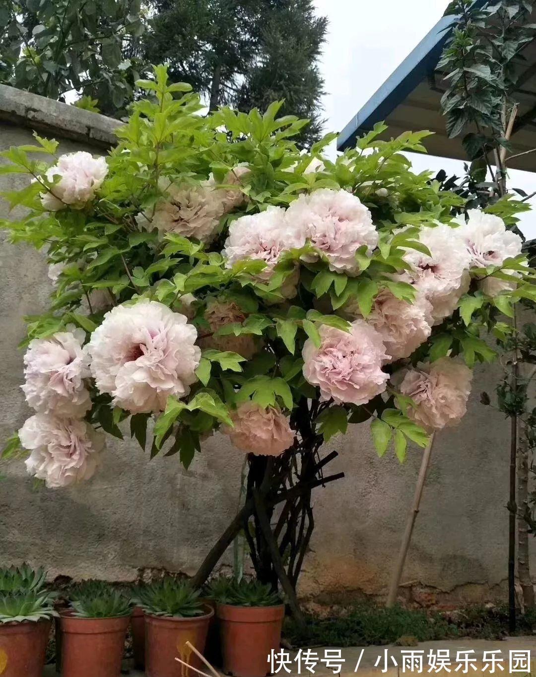 家里不要乱养花!6种养人花,吸废气制氧气,还有旺家的好寓意