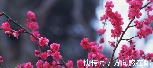 朝云@苏轼不仅为妻子写《江城子》,更为侍妾写过,可见才子多情!