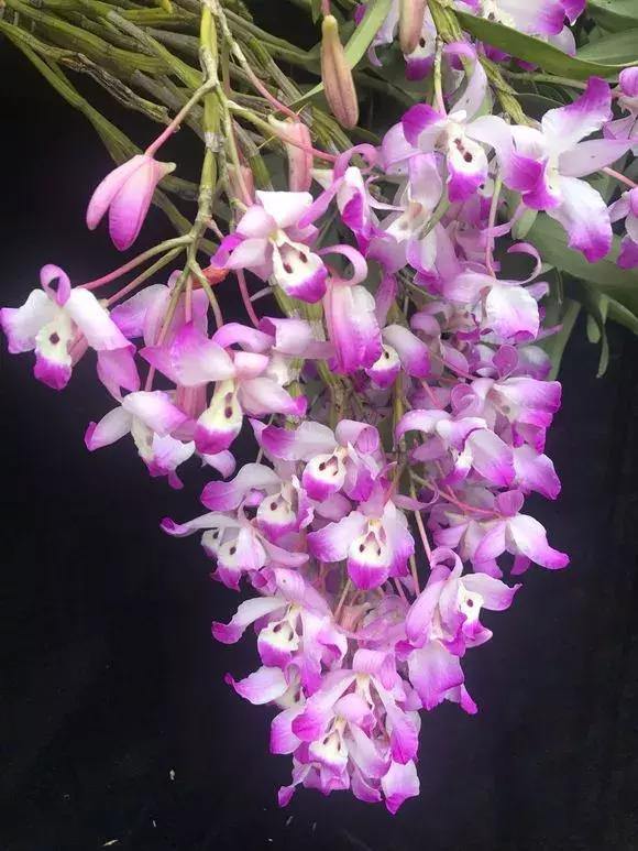 好看|还在养绿萝家里养盆“香香花”,好看好闻,清香四溢精神好!