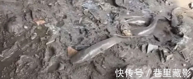 男子将水沟里的水抽干，旁人觉得可疑，结果大开眼界