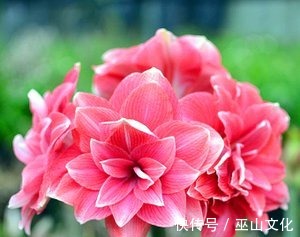 花园|喜欢养花爆盆，就养盆它吧，一盆开花50朵，阳台轻松变花园