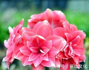 喜欢养花爆盆,就养盆它吧,一盆开花50朵,阳台轻松变花园