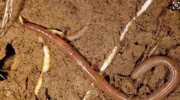 千万注意在花盆里面放蚯蚓,蚯蚓真的能松土嘛,后悔了解太晚